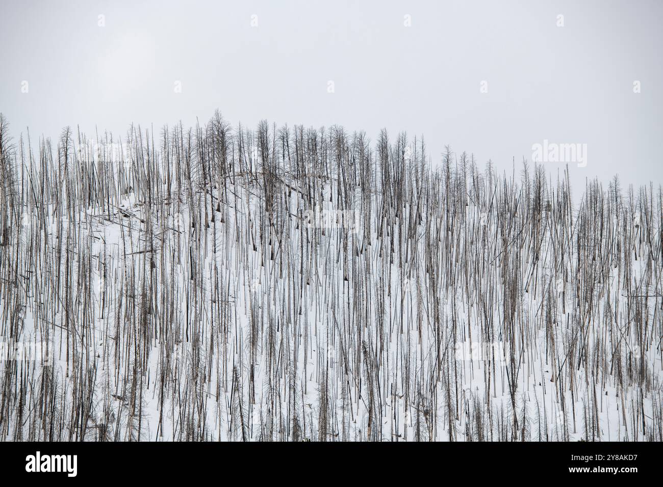 Trees without leaves stick out of snow covered mountain Stock Photo