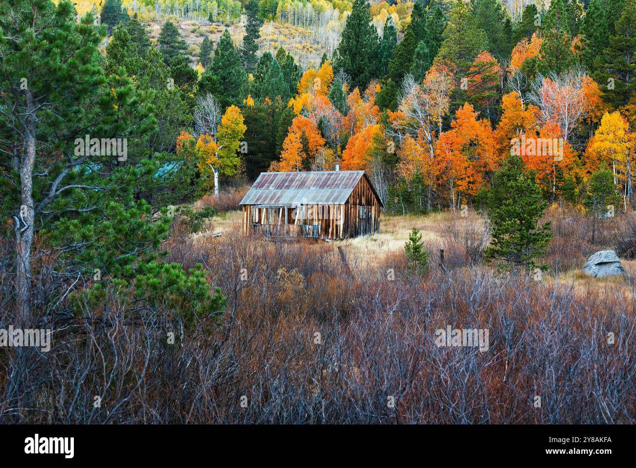 Rustic wooden cabin with vibrant autumn trees and pine forest Stock ...