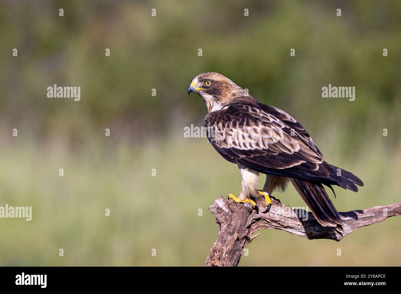 booted eagle (Hieraaetus pennatus, Aquila pennata), light form sitting ...
