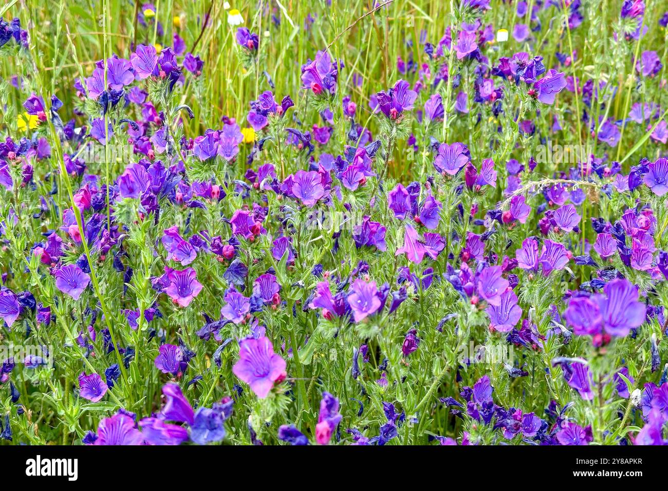 Pattersons curse hi-res stock photography and images - Alamy