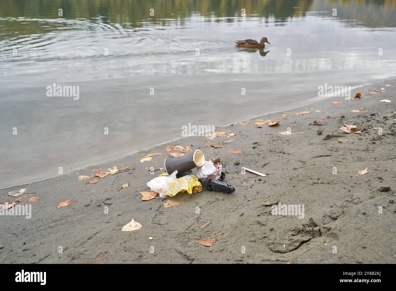 Picture of Single duck swimming in polluted lake near shore littered with trash ...