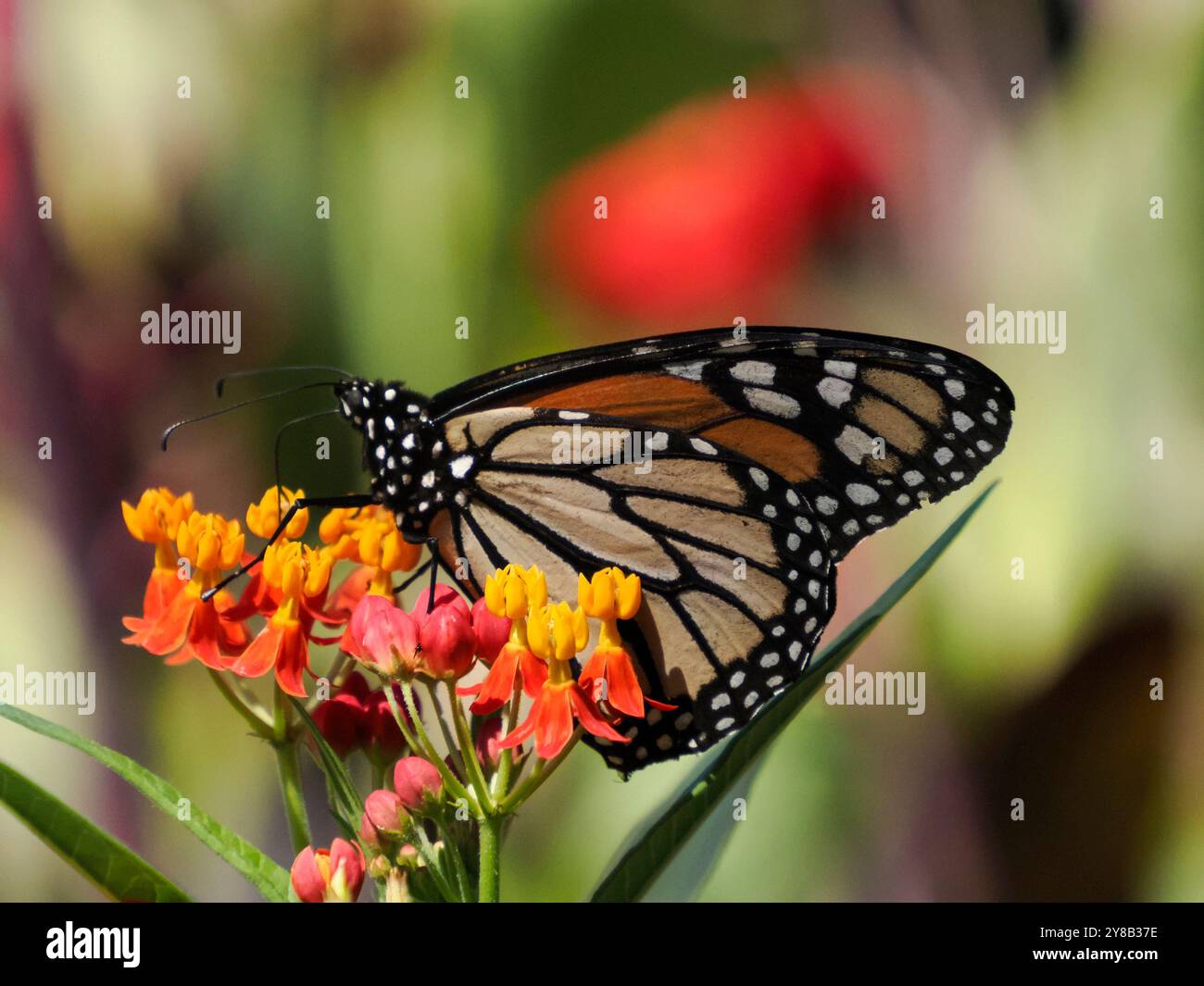 A Close-up shot of a Monarch butterfly (Danaus plexippus Stock Photo ...