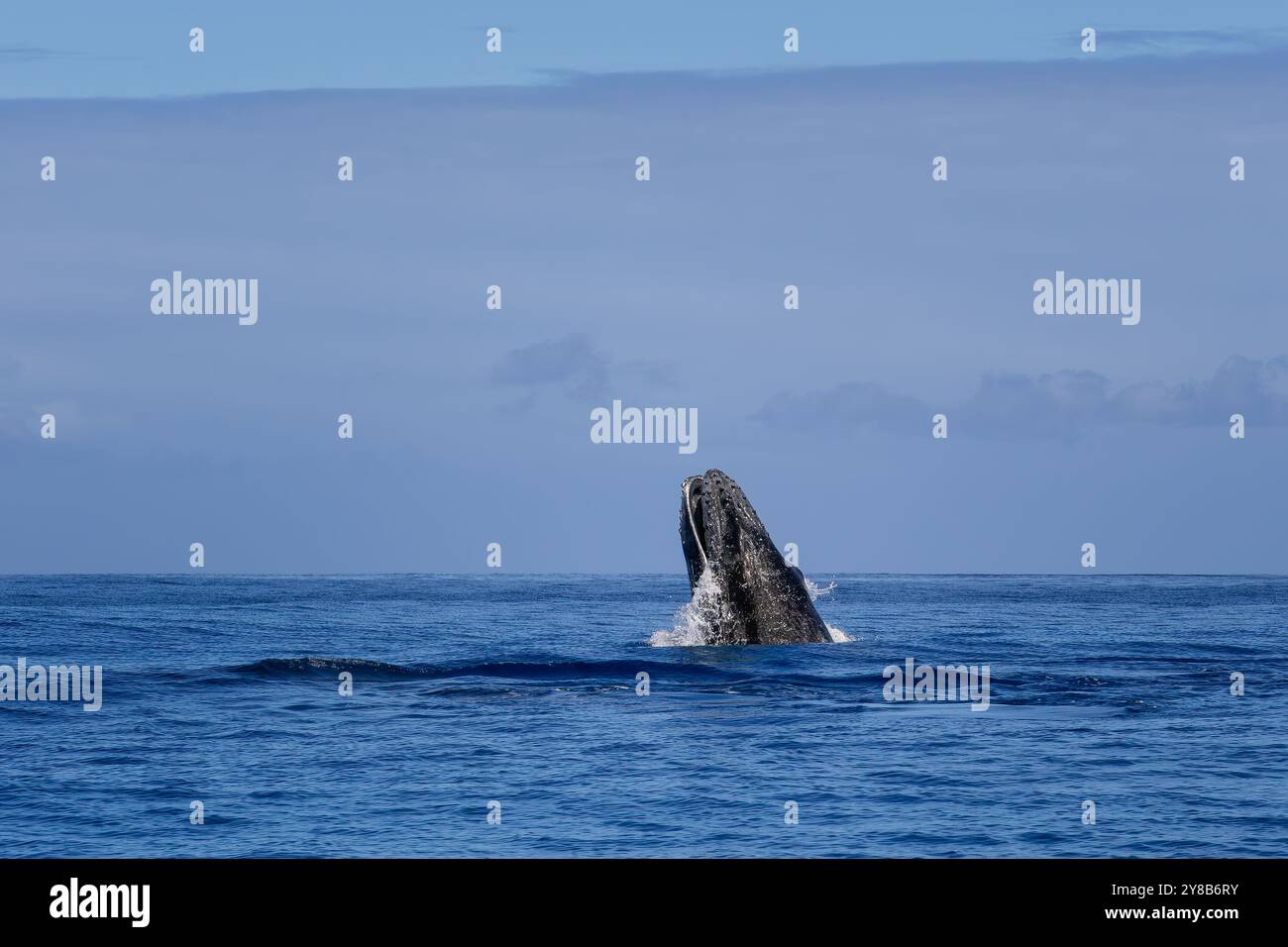 Humpback Whale - Megaptera novaeangliae, iconice large sea mammal from worldwide seas and oceans, Indian ocean, Mauritius. Stock Photo