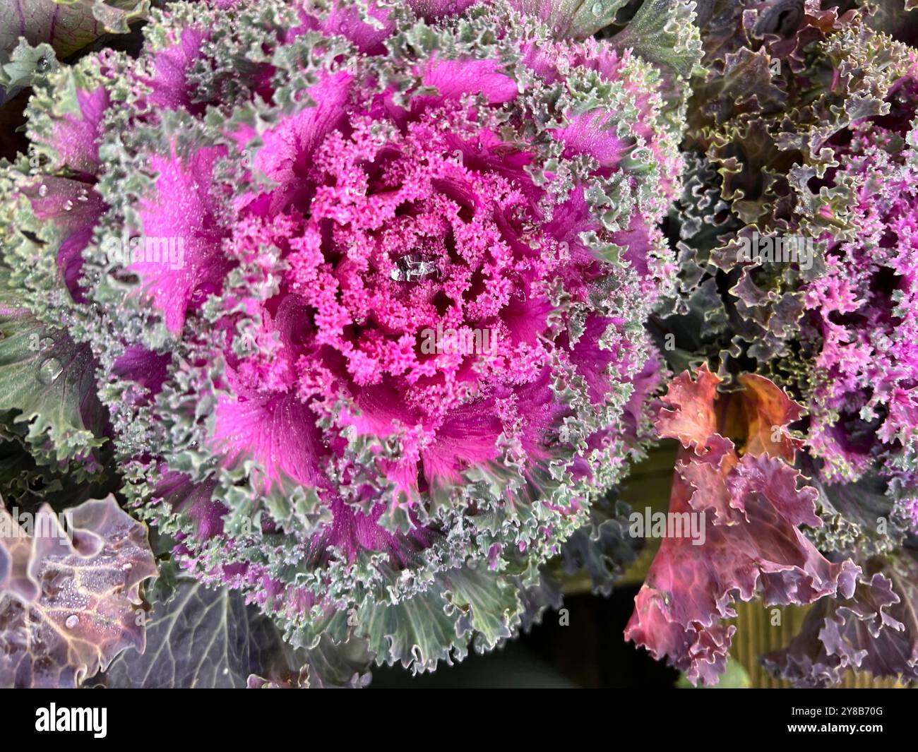 Ornamental Kale, Brassica Red decorative garden plant. - Smartphone Captured Stock Image