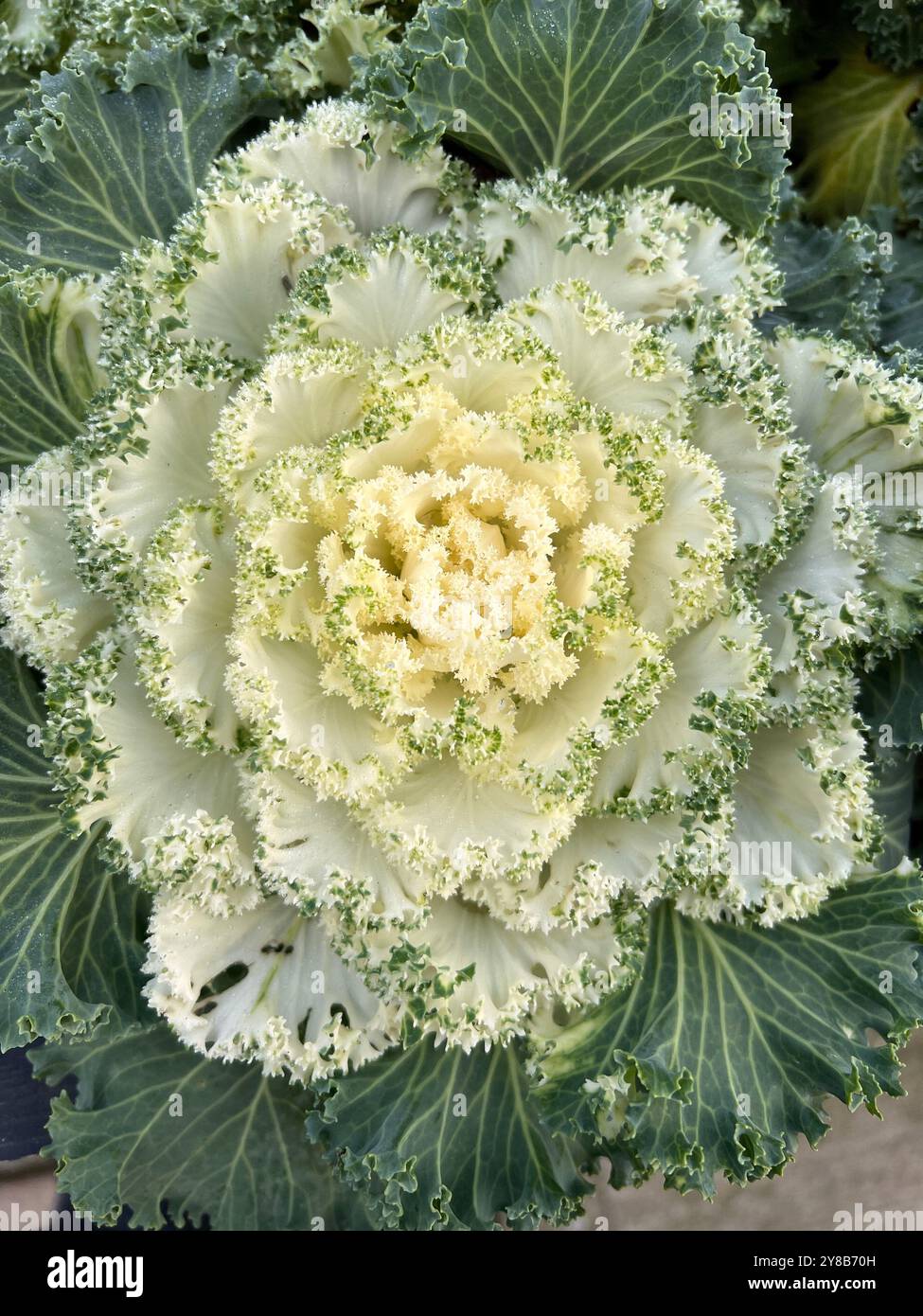 Ornamental Kale, Brassica White decorative garden plant. - Smartphone Captured Stock Image