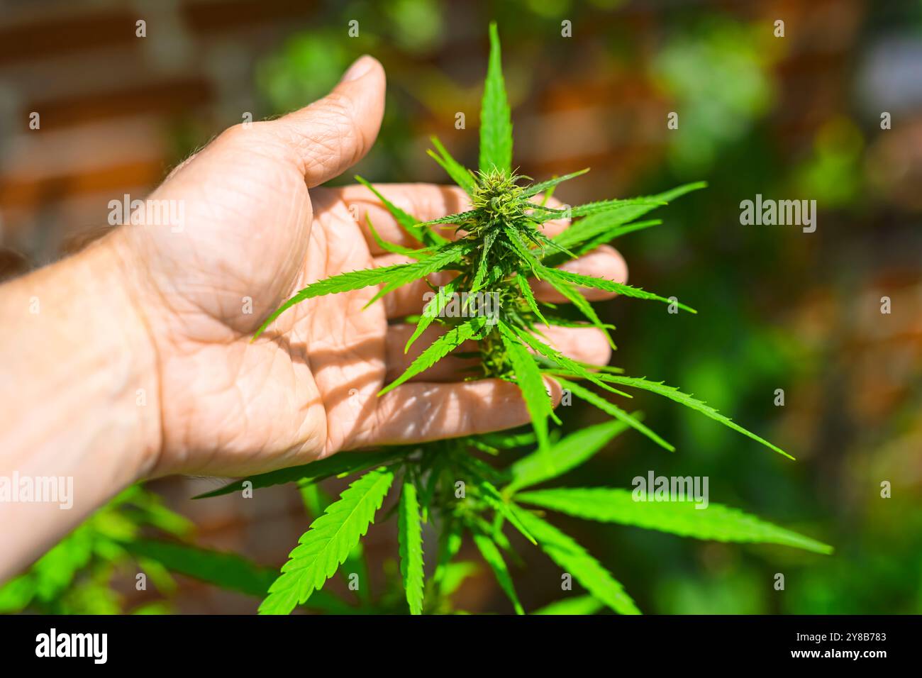 hand with hemp plant, cannabis, Hand mit Hanfpflanze, Cannabis Stock