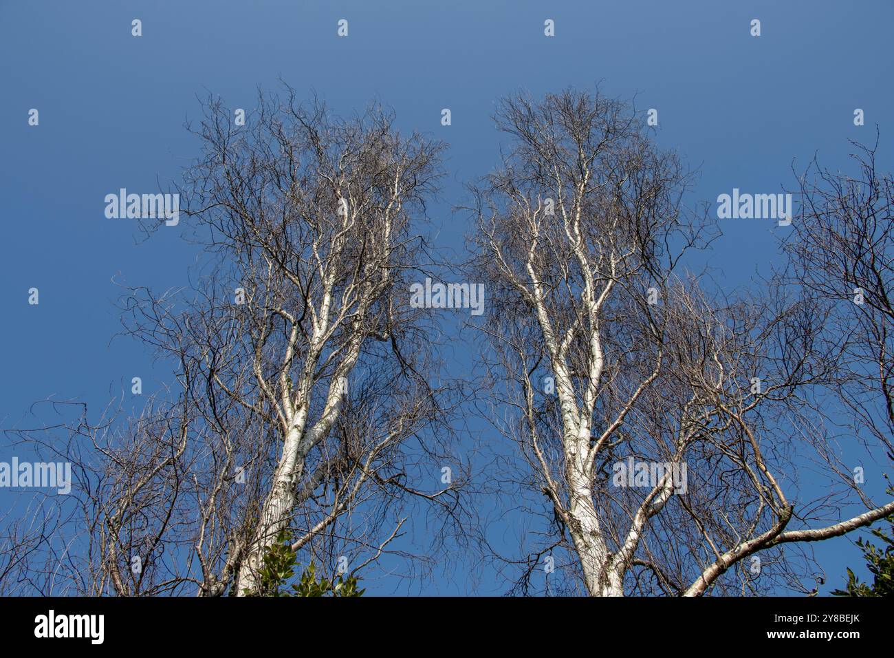 Tall trees reaching into a blue sky Stock Photo