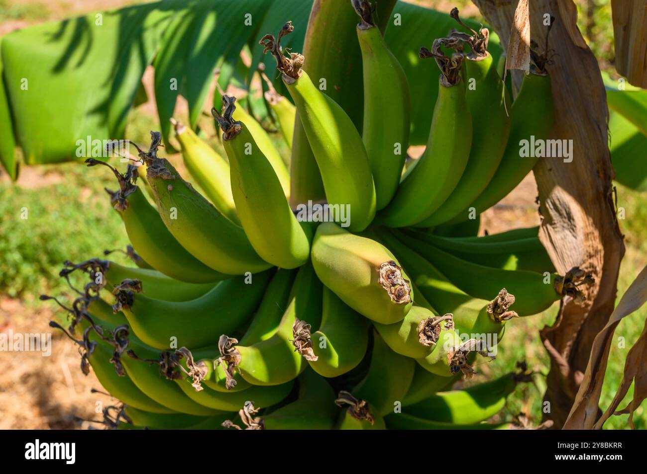 fresh unripe banana, harvested tropical fruit green background, closeup ...
