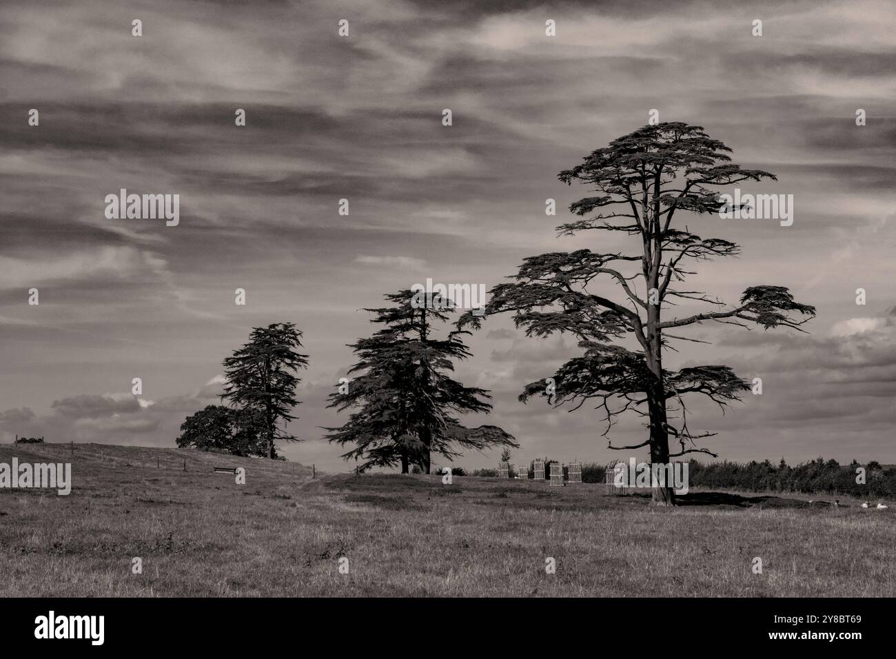 Fur trees against clear skies.  Tortworth, Gloucestershire, UK Stock Photo