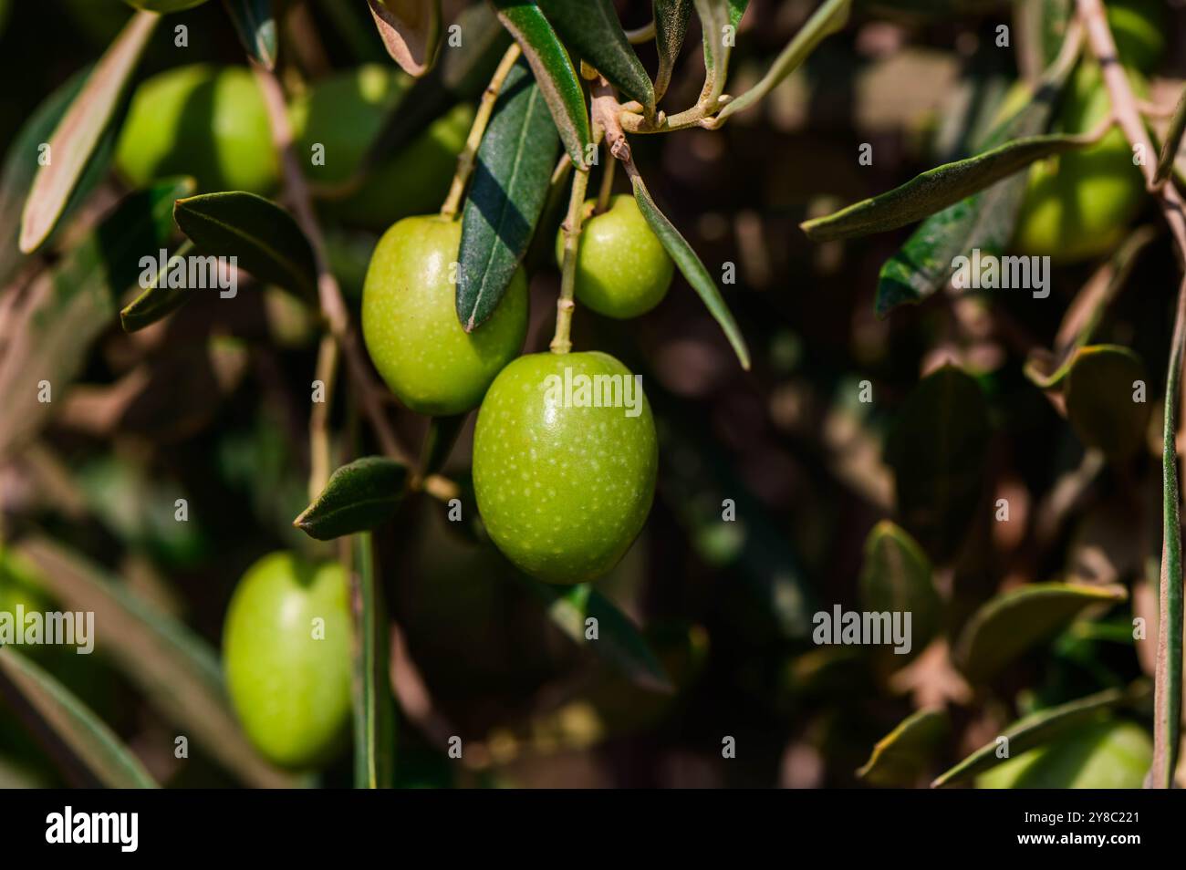 A close-up photo of ripe green olives hanging from a branch of an olive ...