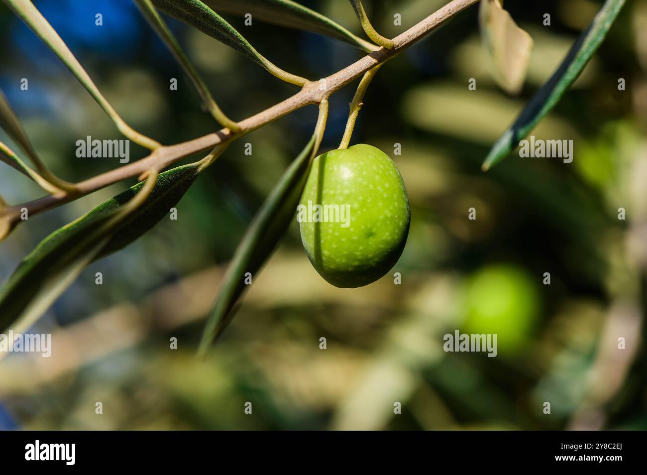 close-up photo of ripe green olives hanging from a branch Stock Photo ...