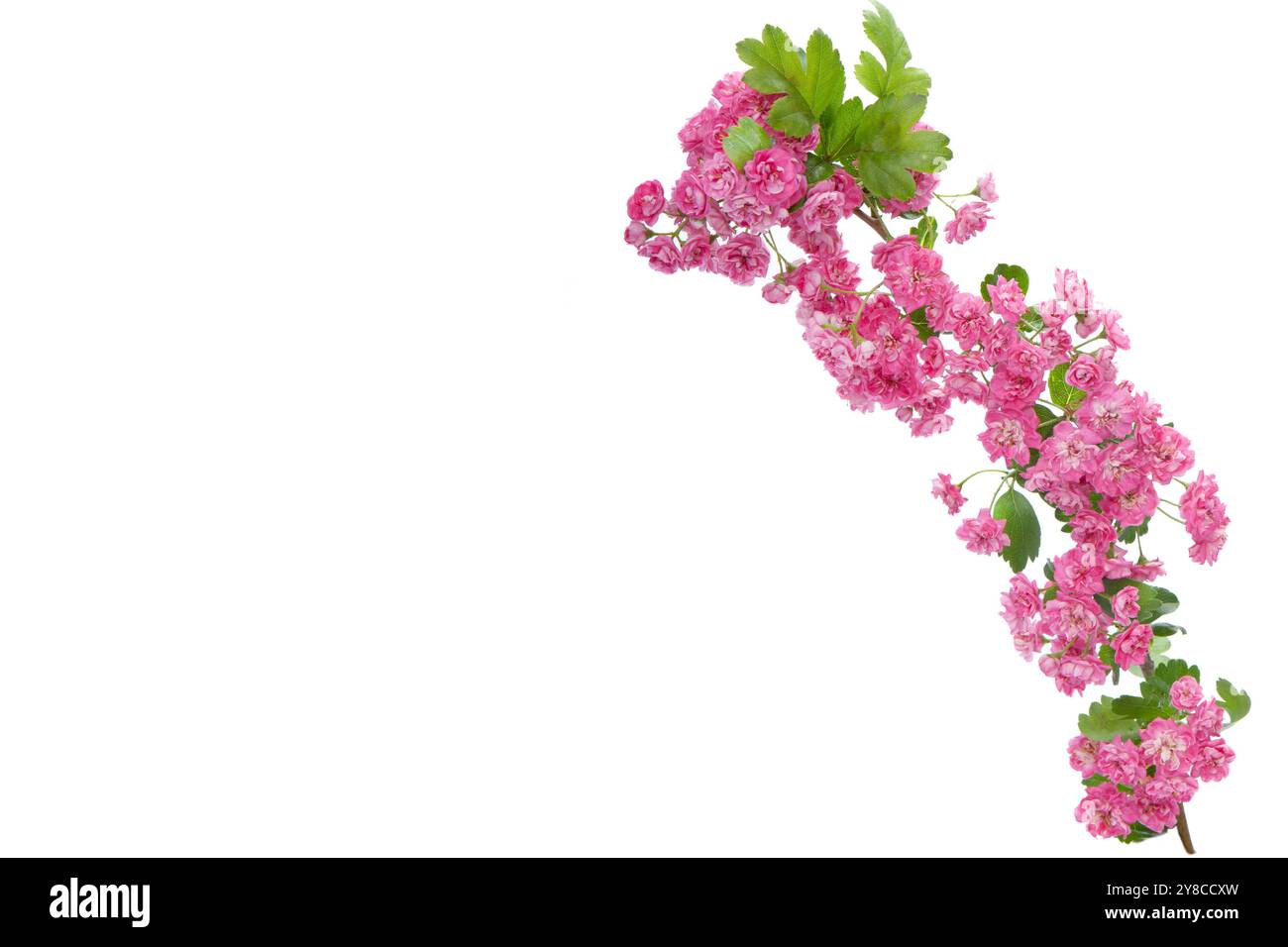 Branch of pink blossoms isolated on white background Stock Photo