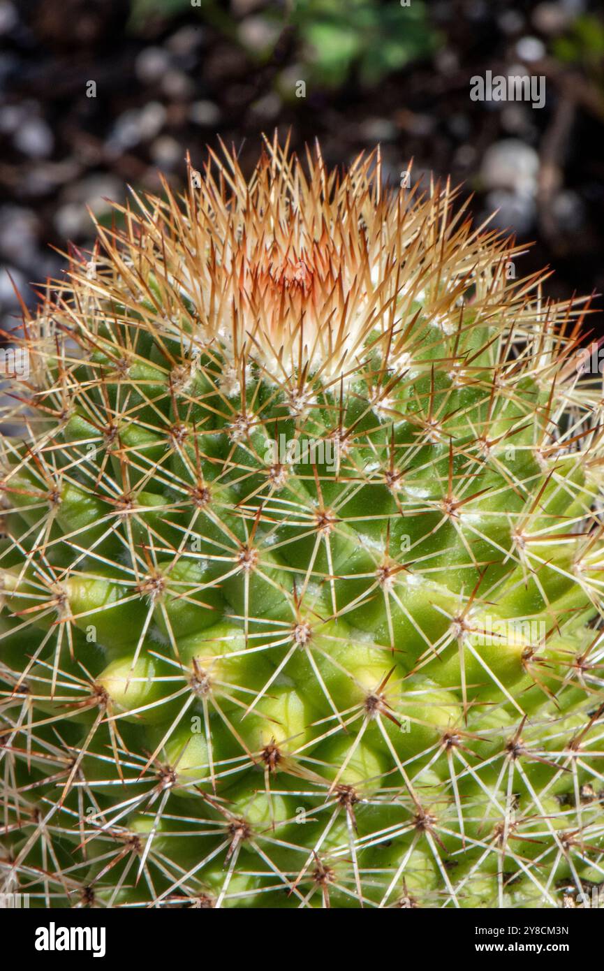 succulent cactus soil Magik-Moss Cactus Soil main image 1