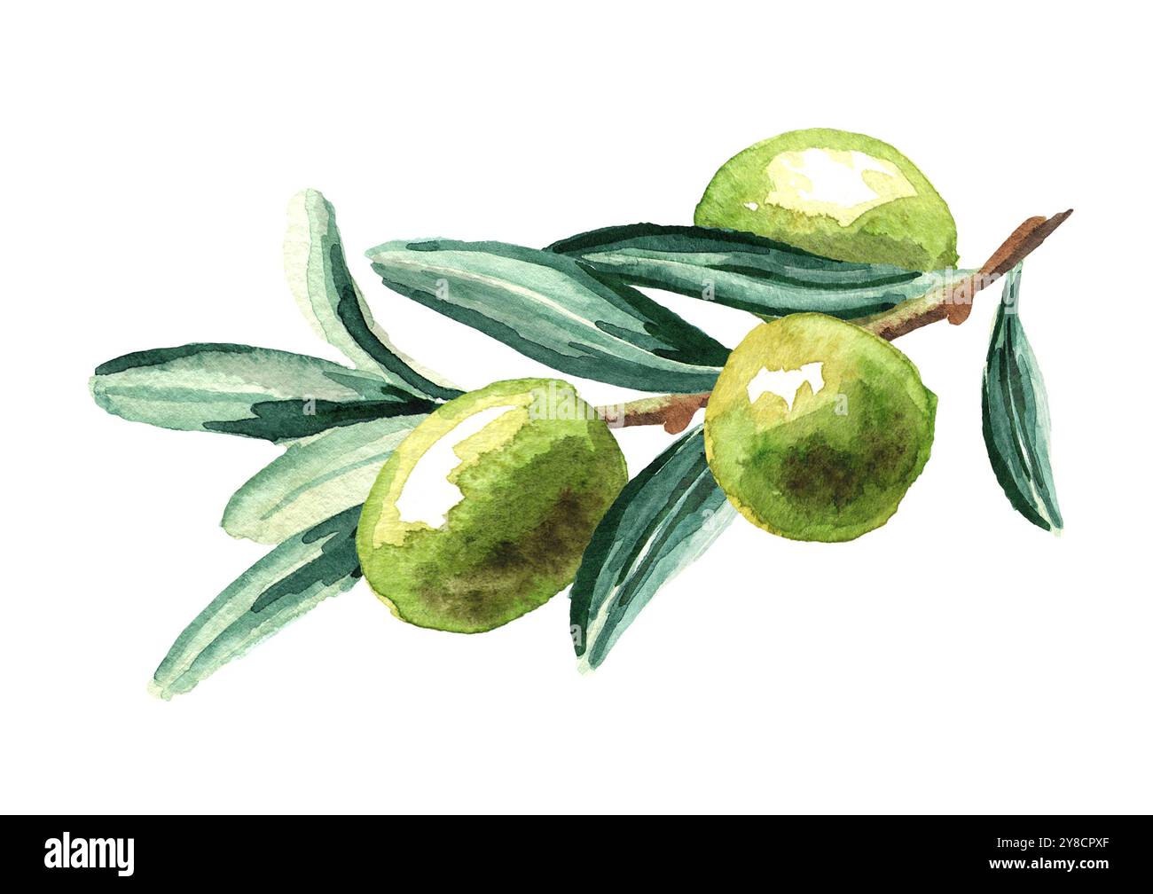 Branch with green olives. Watercolor hand drawn horizontal illustration ...