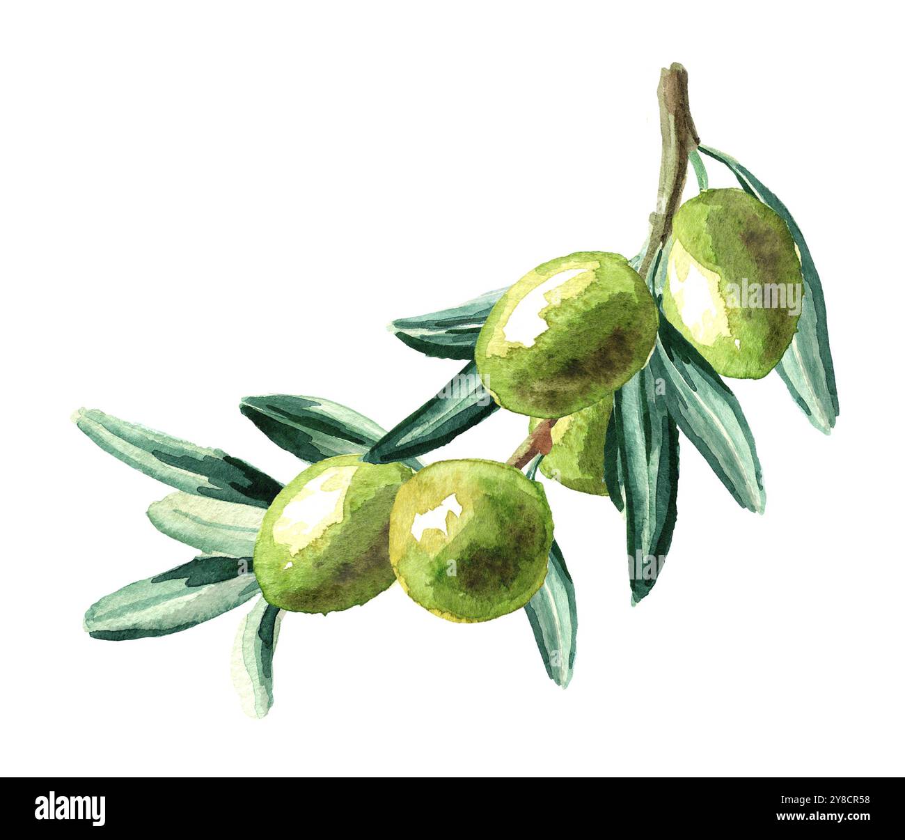 Branch with olives. Watercolor hand drawn horizontal illustration ...