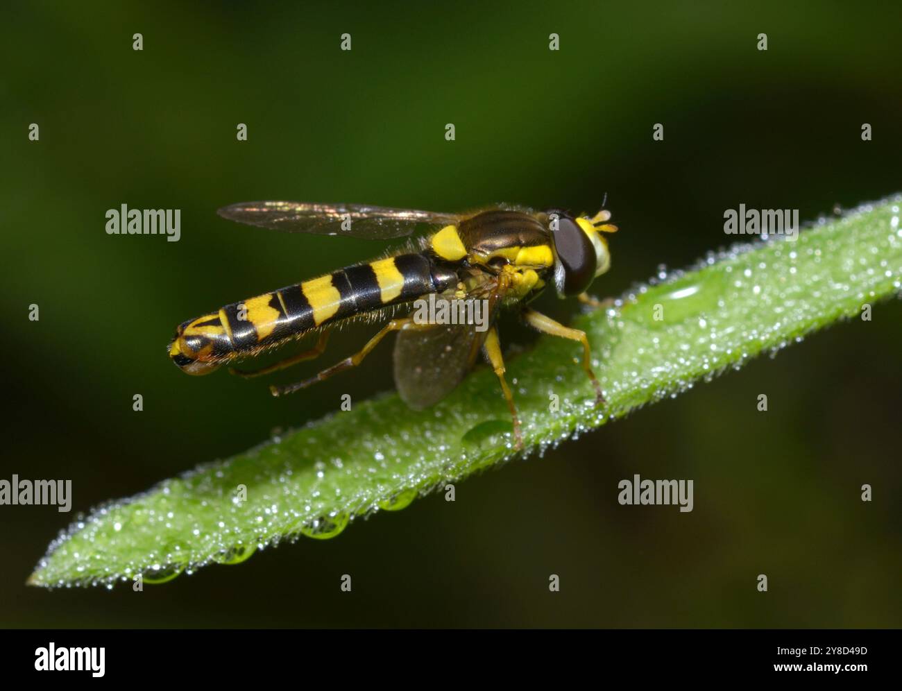fly long hoverfly, Sphaerophoria scripta, sitting on a plant Stock Photo