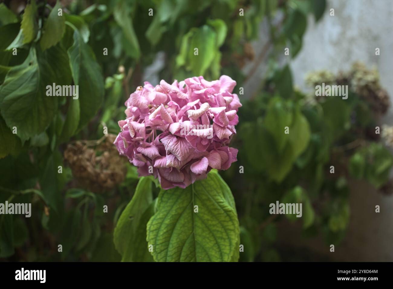 Hydrangea bush in bloom seen up close Stock Photo - Alamy