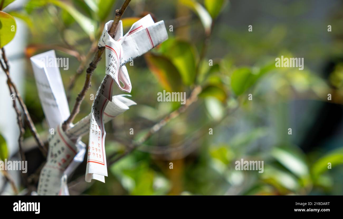 Japanese Ritual Papers Omikuji small fortune telling papers tied on a tree outdoors at a ...