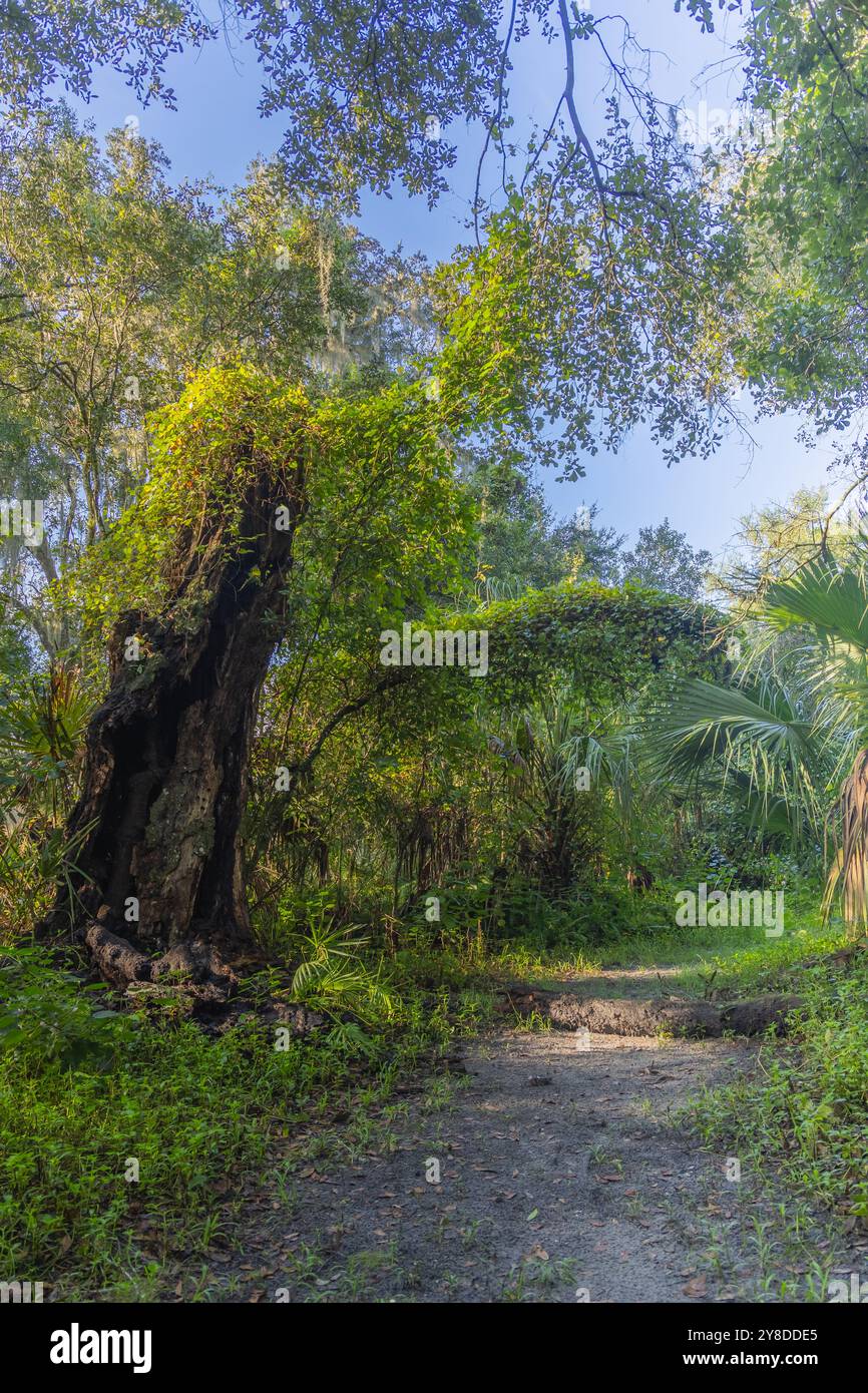 John B Sargeant Sr Park Thonotosassa, Tampa Florida USA. A winding dirt path meanders through a lush forest, surrounded by vibrant green foliage Stock Photo