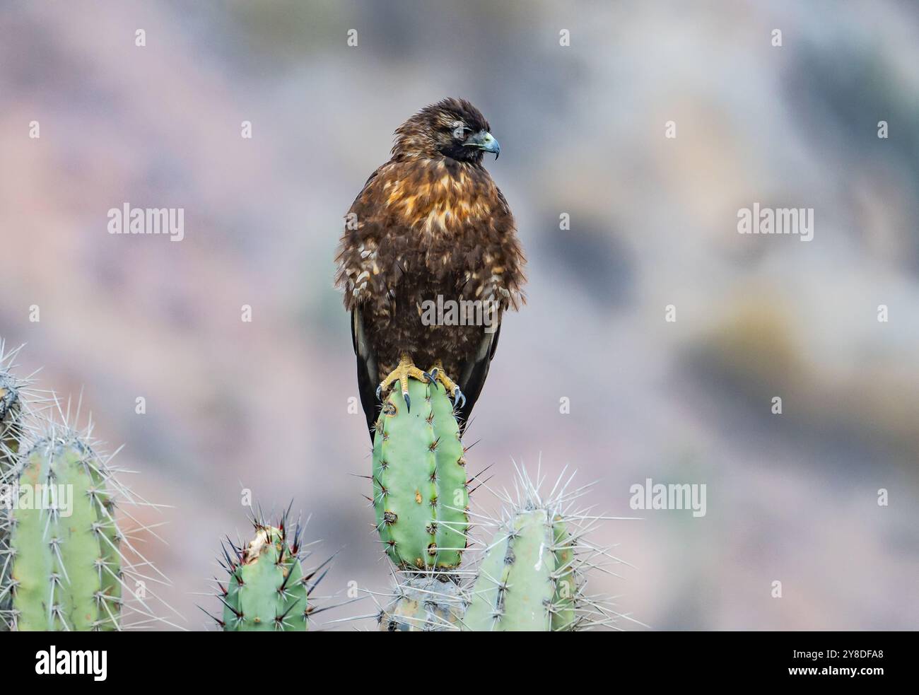 A Variable Hawk (Geranoaetus polyosoma) standing on top of a cactus ...