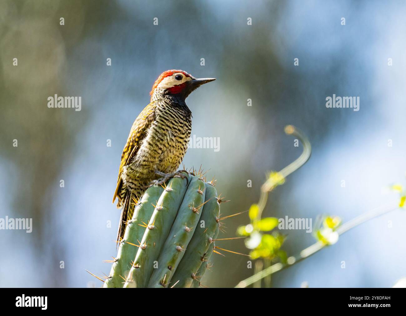 A Black-necked Woodpecker (Colaptes atricollis) perched on top of a cactus. Peru, South America. Stock Photo