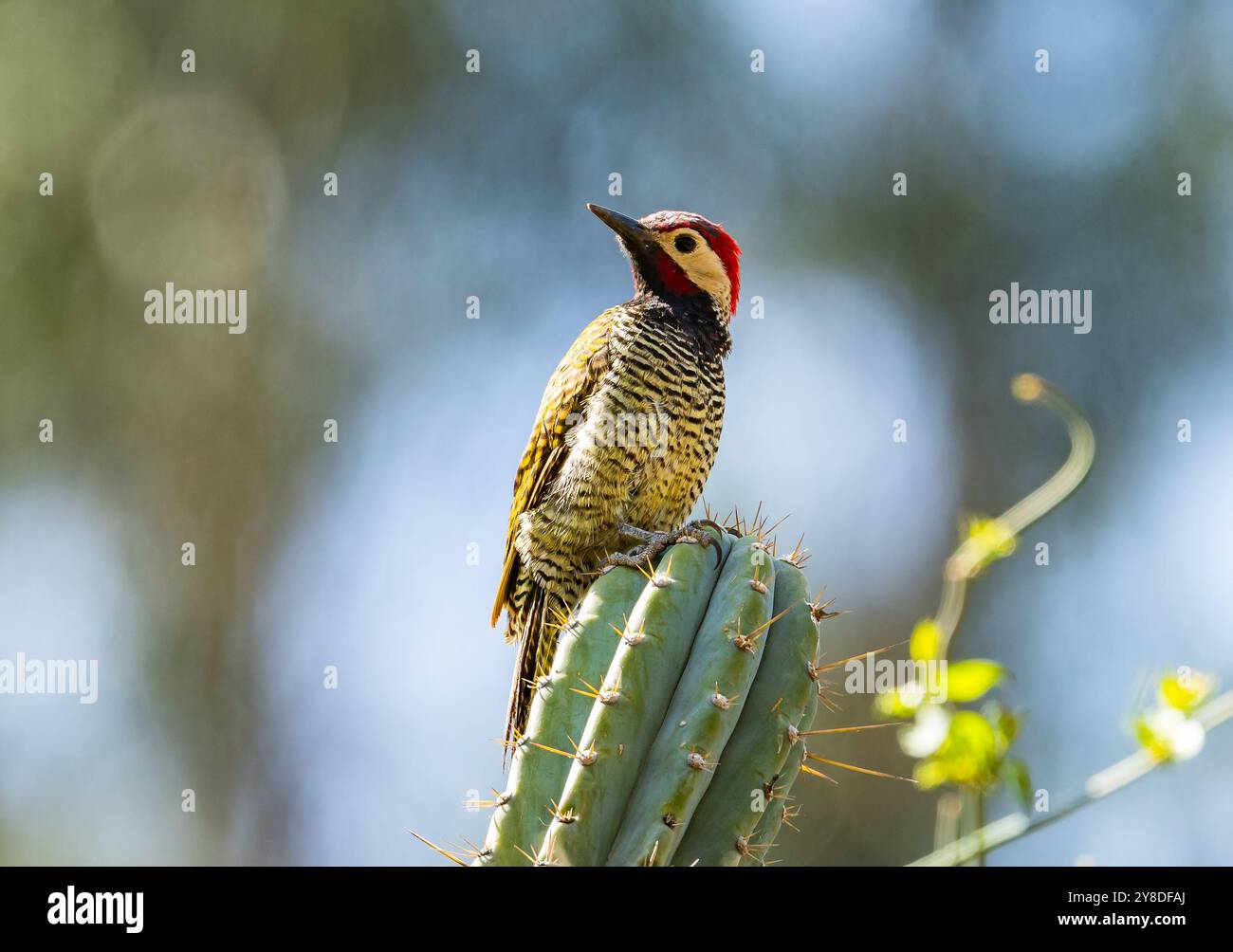 A Black-necked Woodpecker (Colaptes atricollis) perched on top of a cactus. Peru, South America. Stock Photo