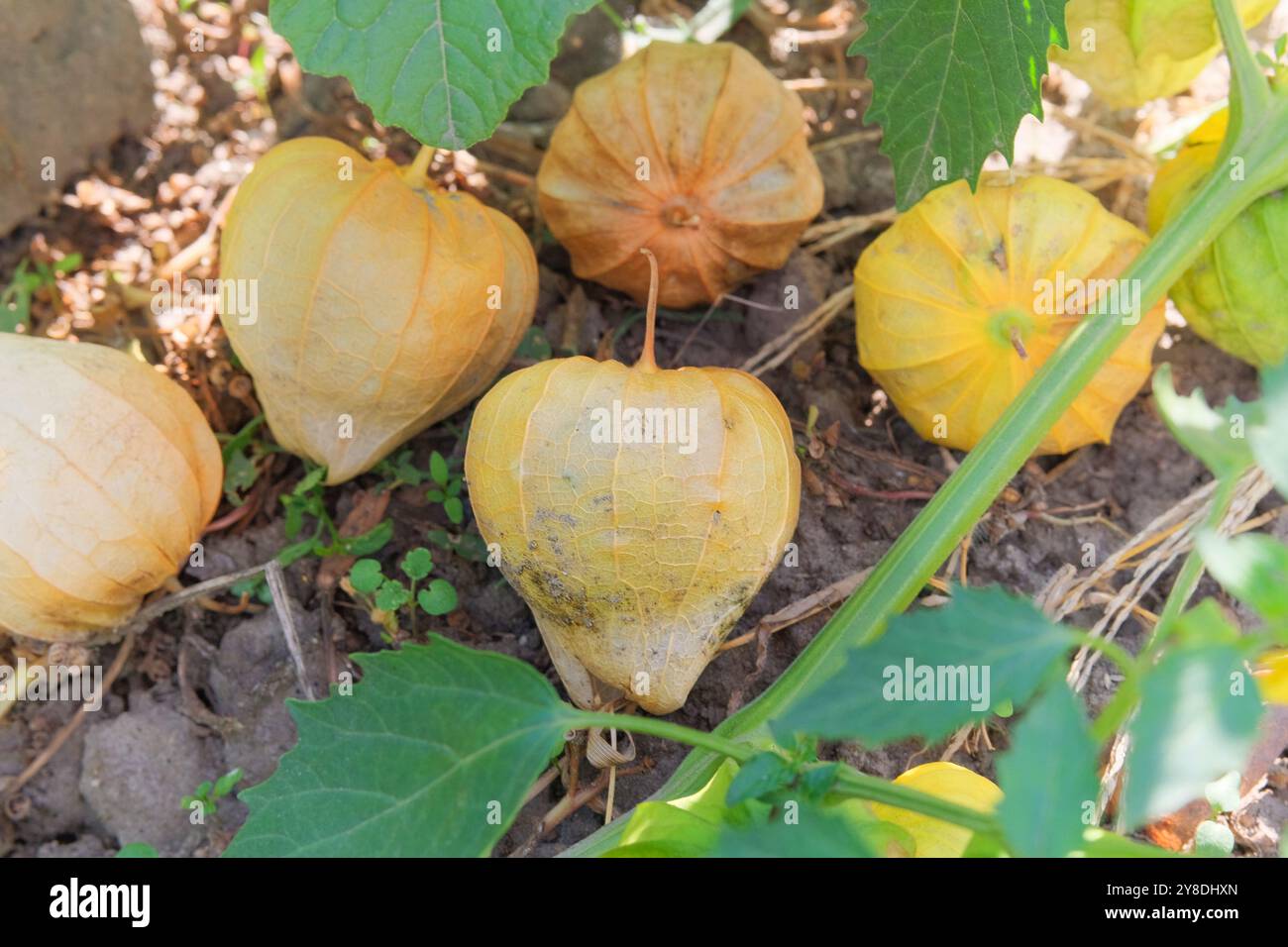 Physalis growing in cottage garden. Physalis berries in farming. Fruits are spherical or almost pyramidal in shape. Growing winter cherry at farmland. Stock Photo