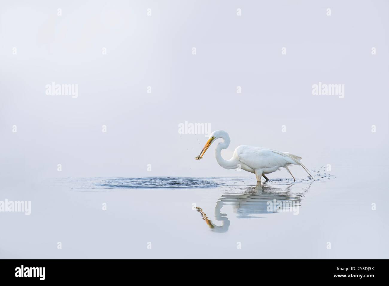 Snowy white egret fishes while sun and haze create mirror effect on the lake Stock Photo