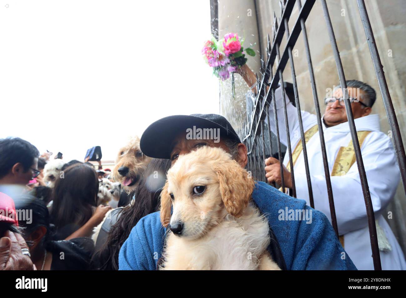 Dia mundial de los animales hi-res stock photography and images - Alamy