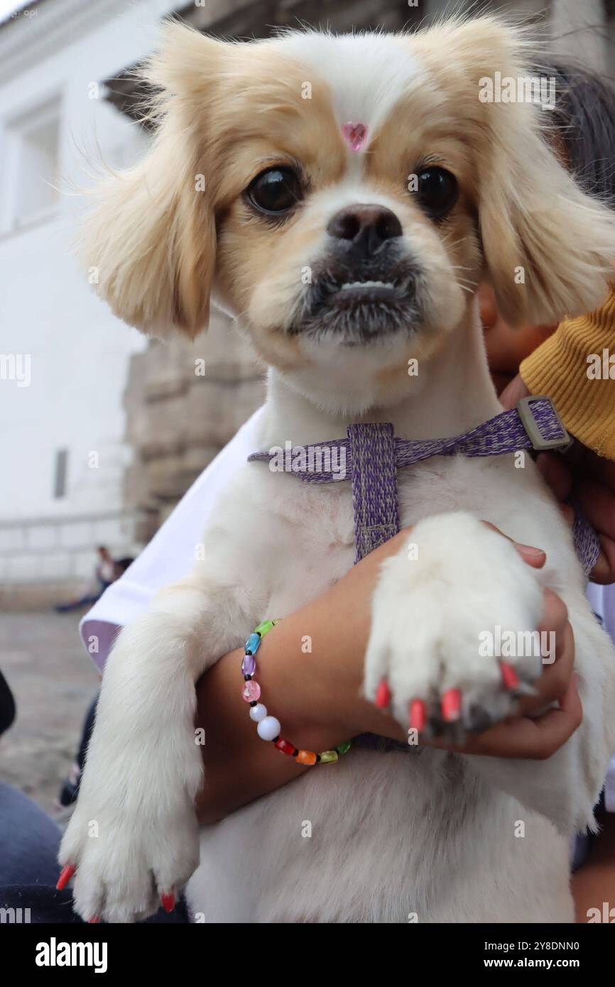 Dia mundial de los animales hi-res stock photography and images - Alamy