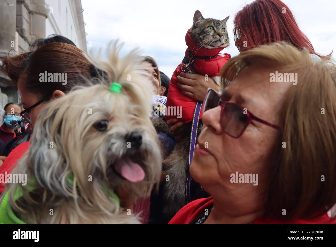 Dia mundial de los animales hi-res stock photography and images - Alamy