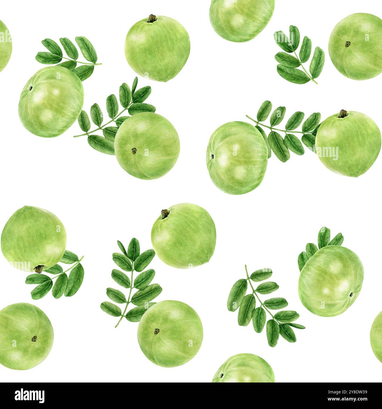 Seamless Watercolor Indian Gooseberry Amla Pattern on White Background ...