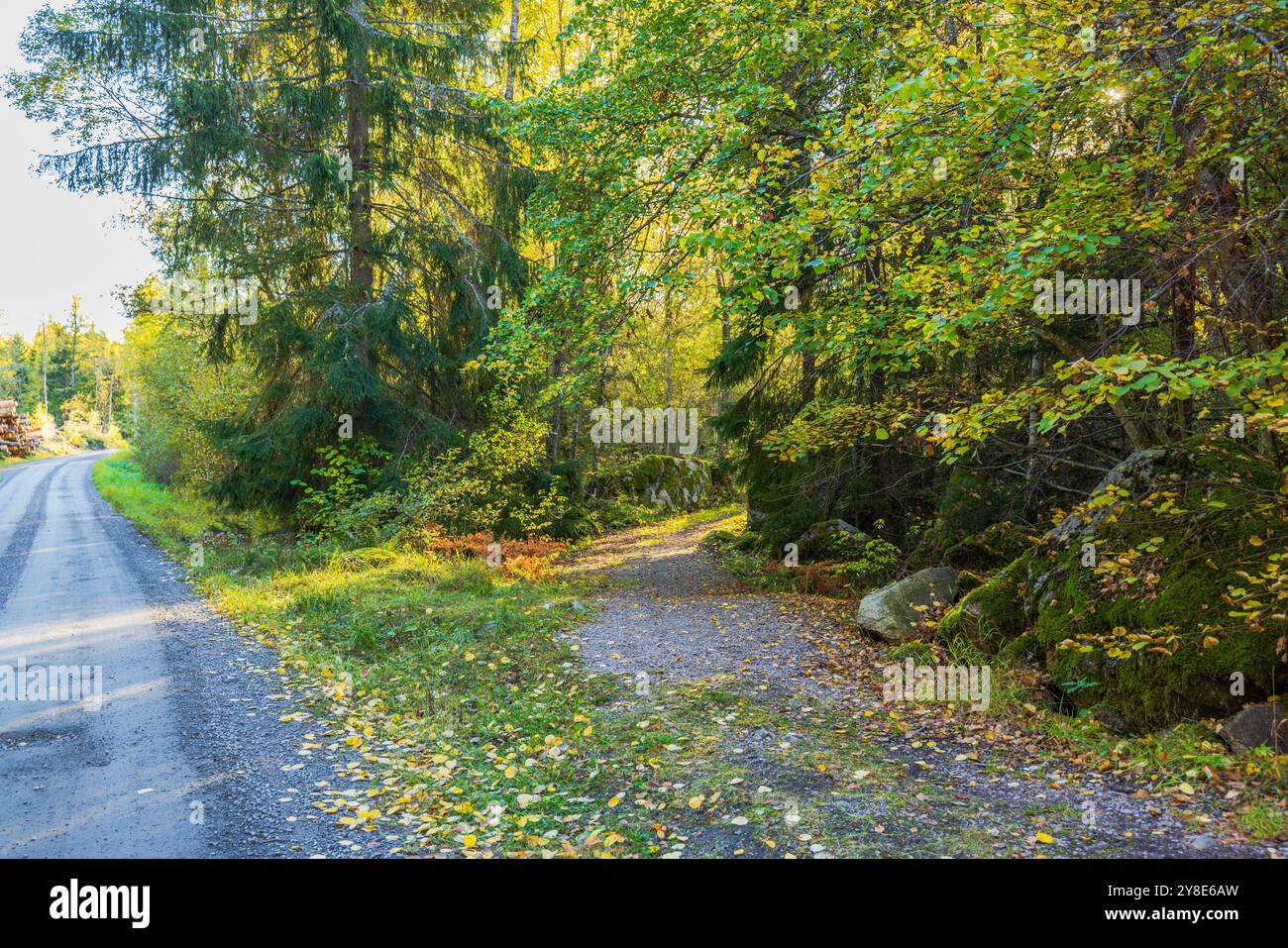 Roadside path covered with fallen autumn leaves, leading into dense ...