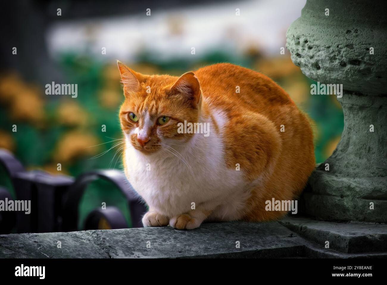 Orange stray cat on laying and observing Stock Photo