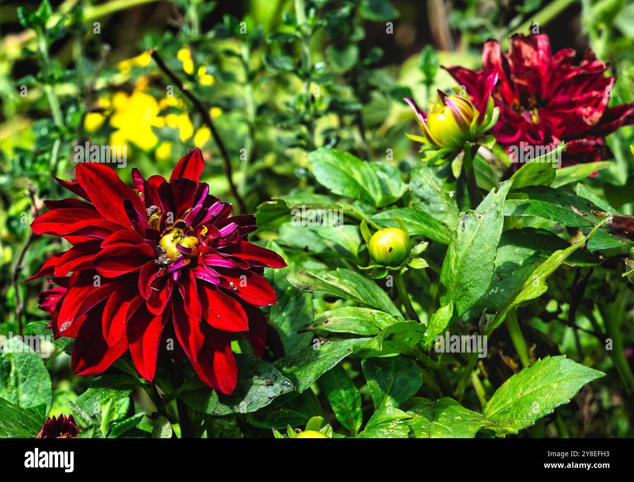 Lush dahlias hi-res stock photography and images - Alamy