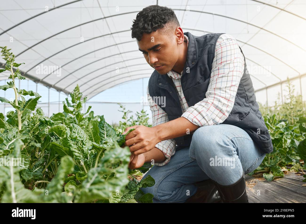 Farmer, inspection and plants in greenhouse for agriculture, harvest or ...