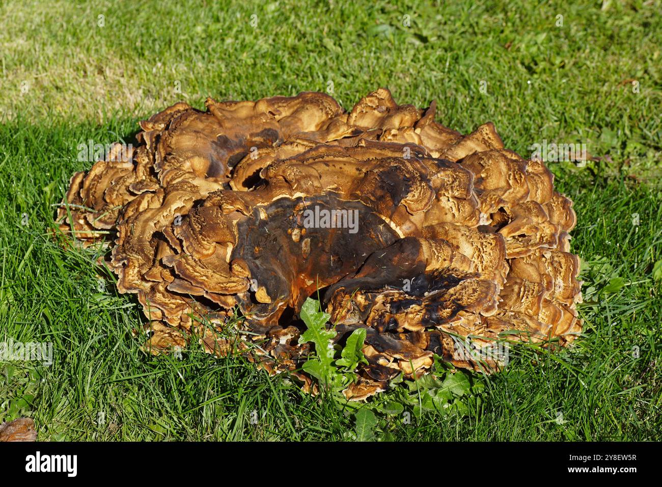 Meripilus Spore Family meripilaceae hi-res stock photography and images - Alamy