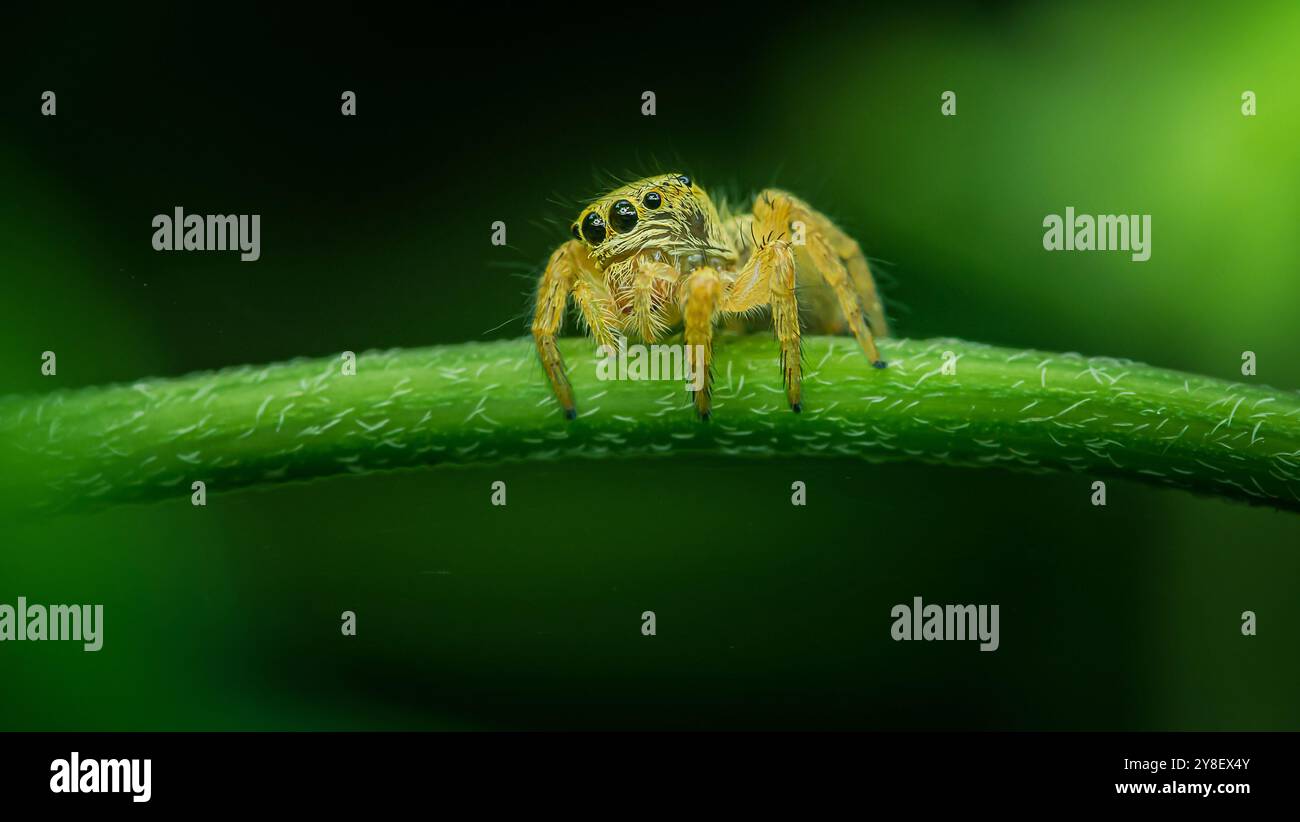 Yellow jumping spider with big eyes is standing on a vibrant green leaf ...