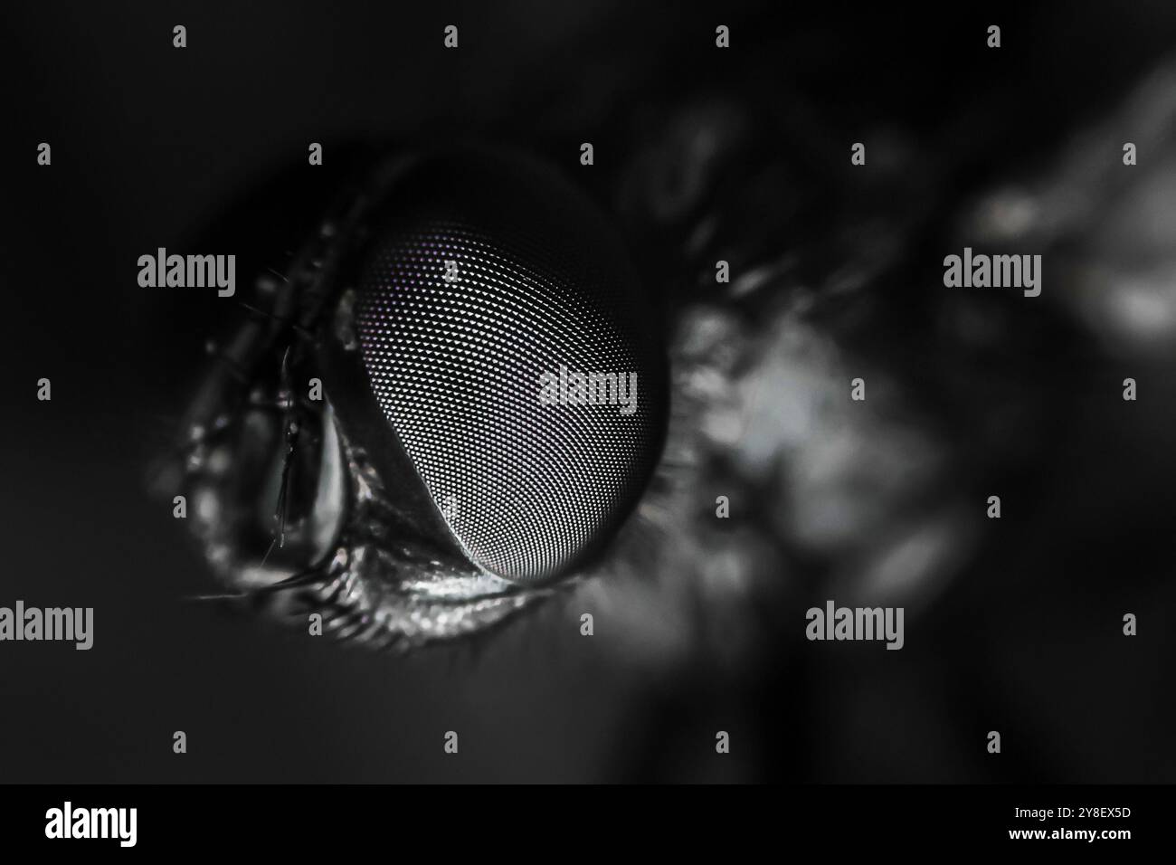 Macro photograph showing the compound eye of a fly resting on a dark background. Stock Photo