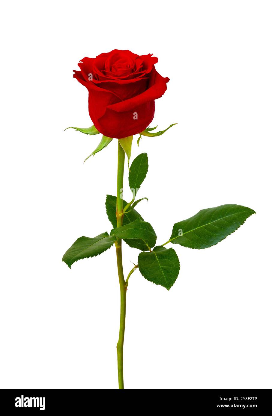 Beautiful natural red romantic Cut Out Stock Images & Pictures - Alamy