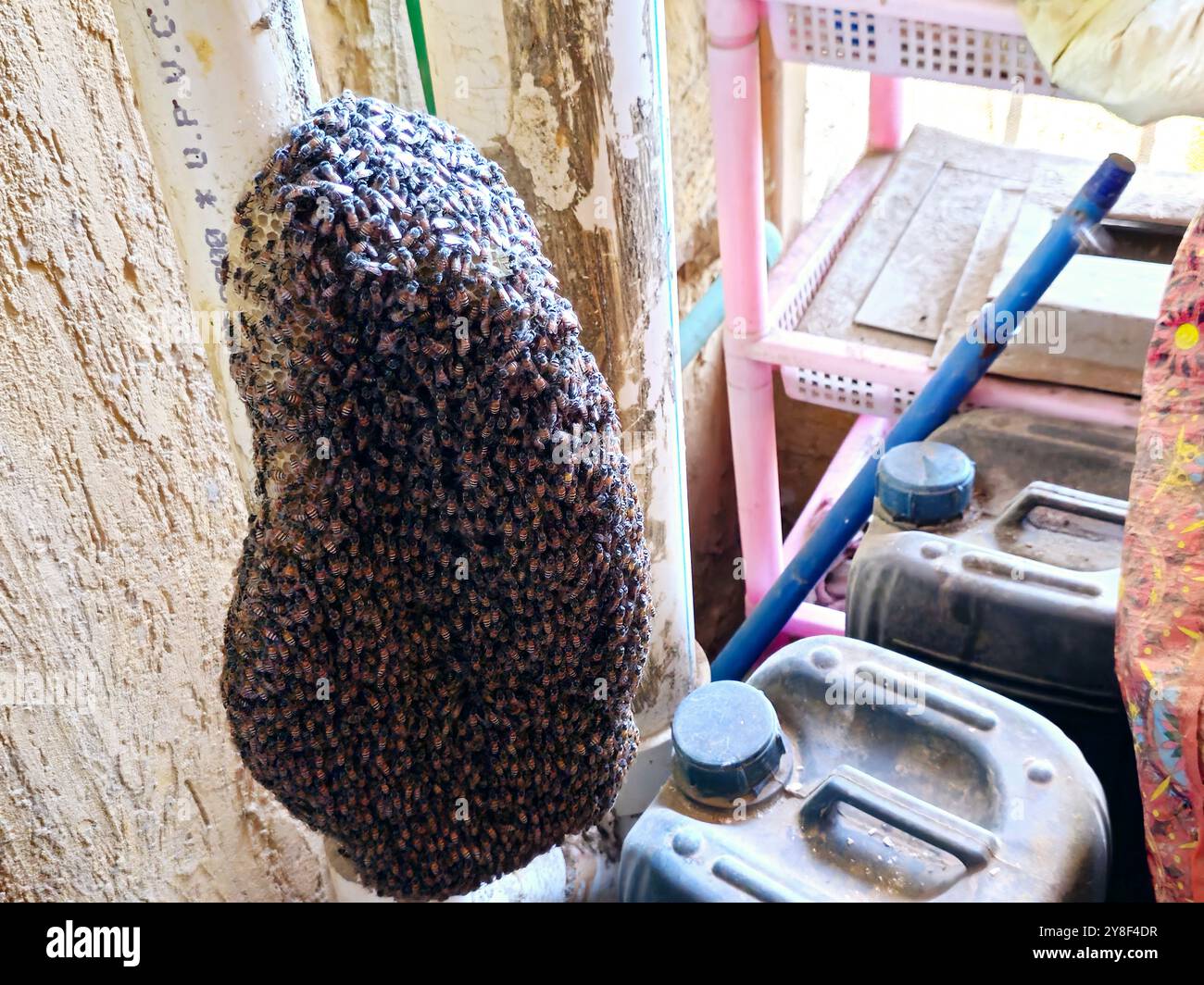 Cairo, Egypt, September 18 2024: small wild honey bees nest colony in a ...