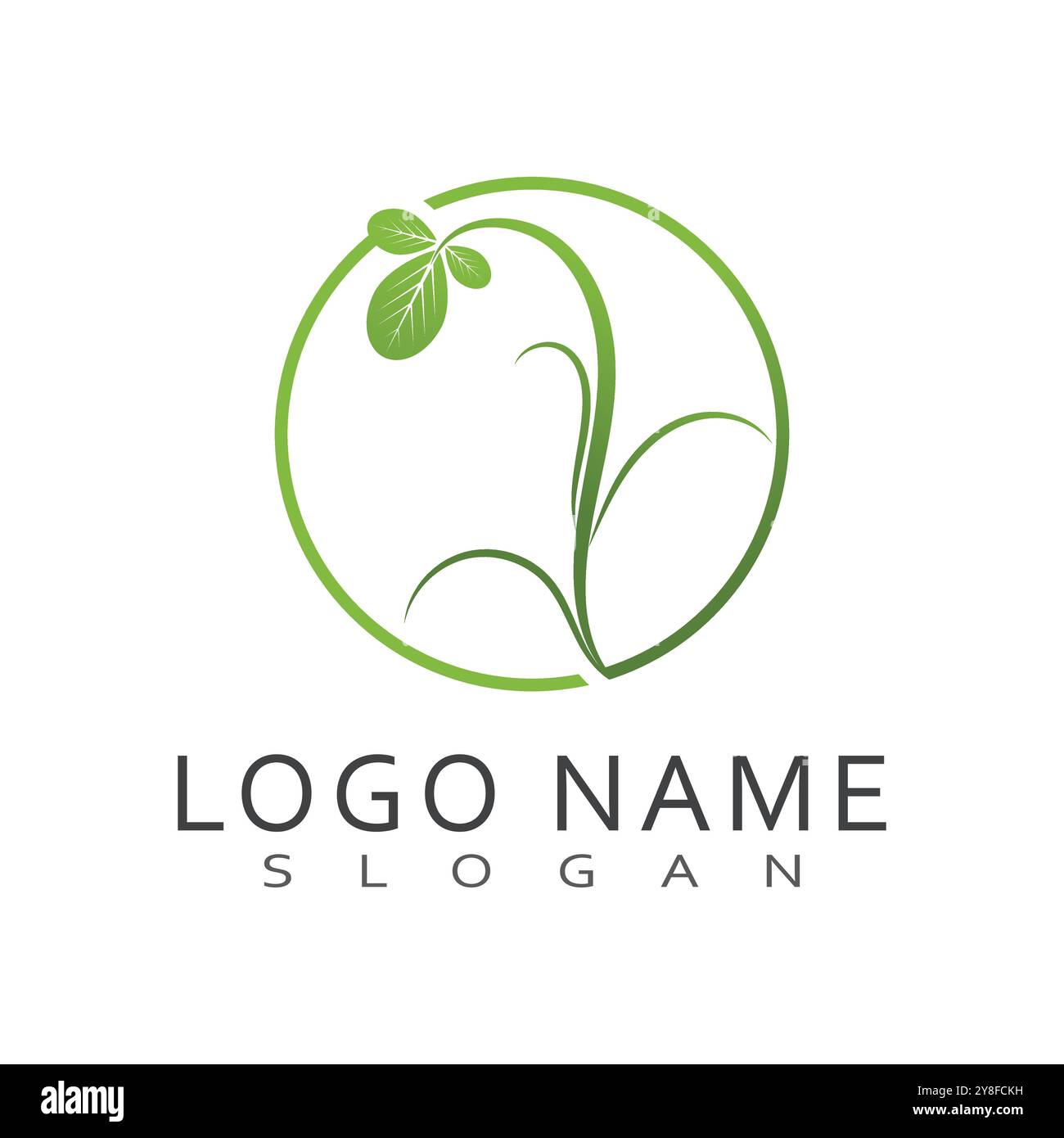 Moringa Leaf Logo Template Vector Symbol Nature Stock Vector