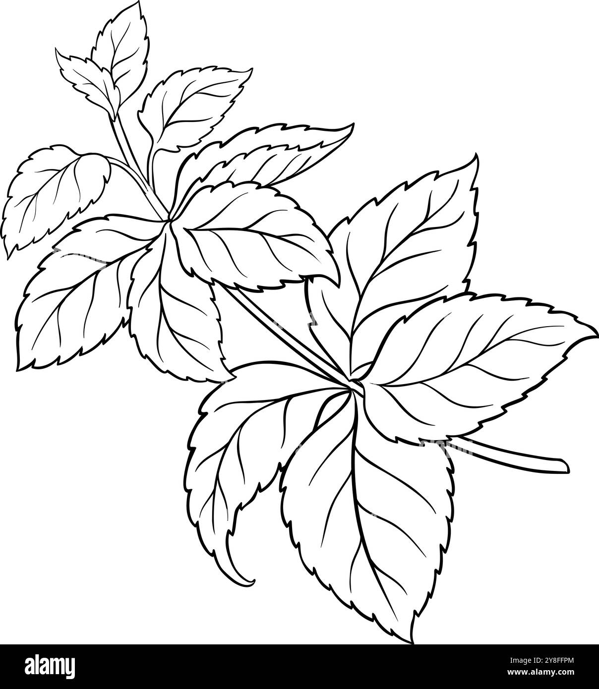 Melissa Branch with Leaves Outline Illustration Stock Vector Image ...