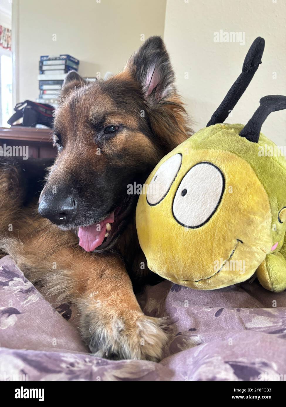My best friend . German Shepherd with toy on bed. - Smartphone Captured Stock Image