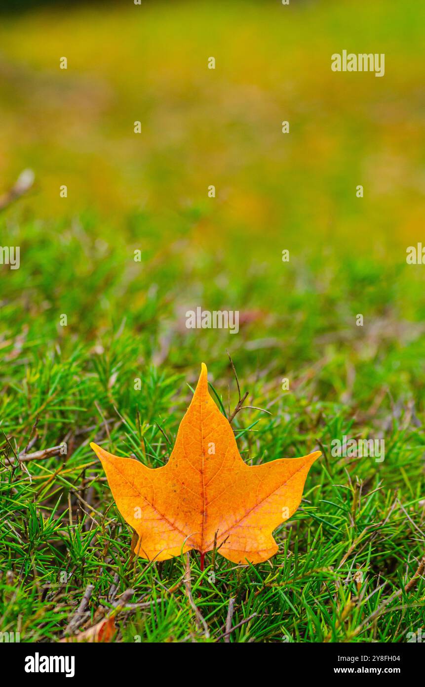 dry leaf of platanus acerifolia tree on grass background in autumn Stock Photo