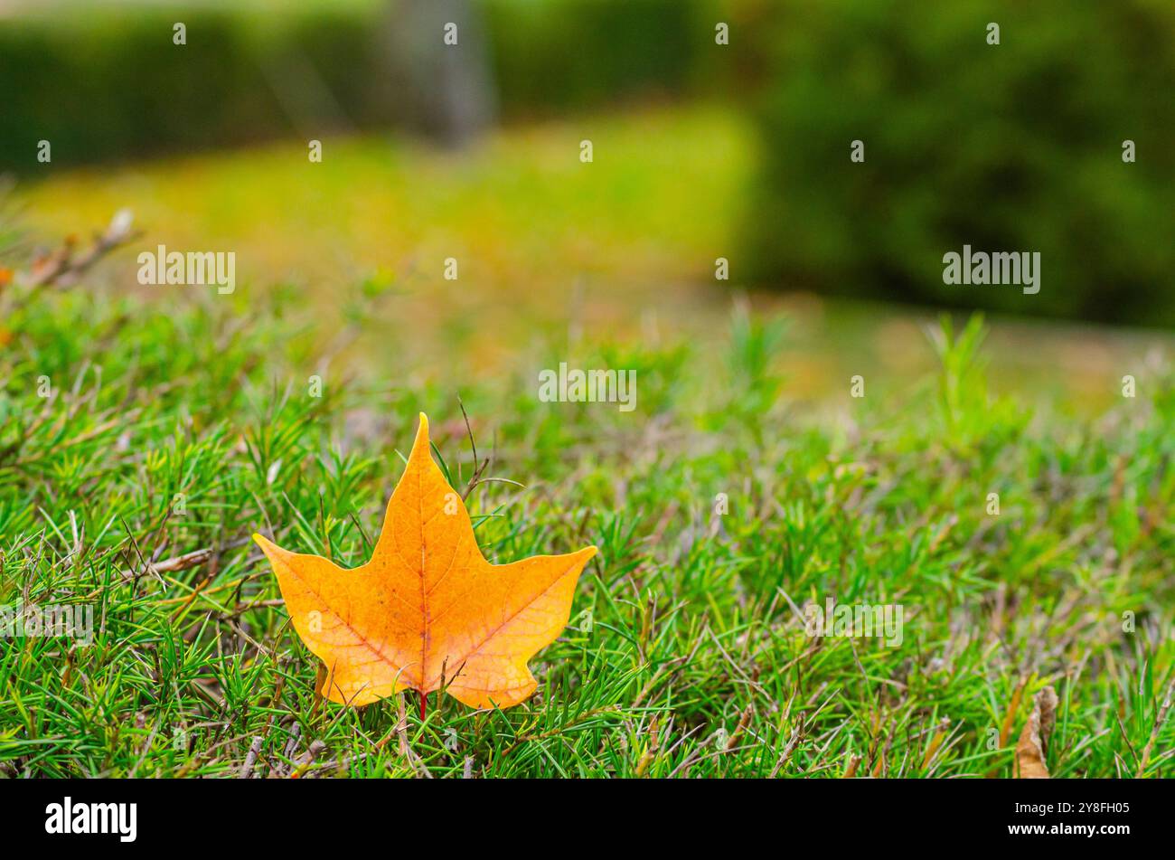 leaf of platanus acerifolia fallen in autumn on the grass of a park. Stock Photo