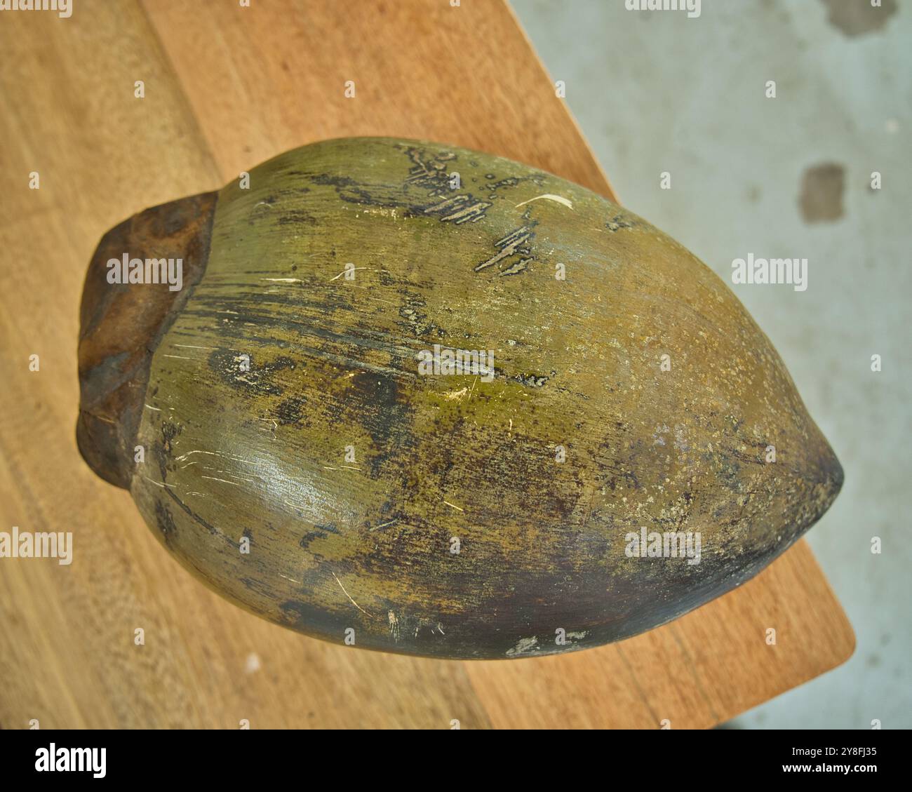 One coco de mer female nut on the table as display, Mahe, Seychelles Stock Photo