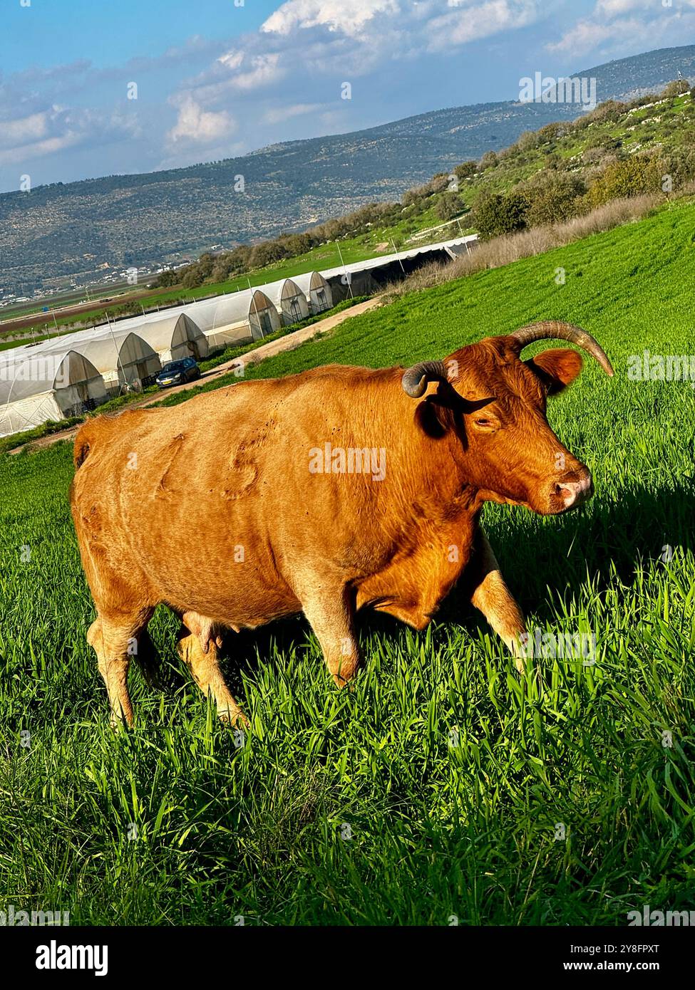 Cow grazing in a pasture - Smartphone Captured Stock Image