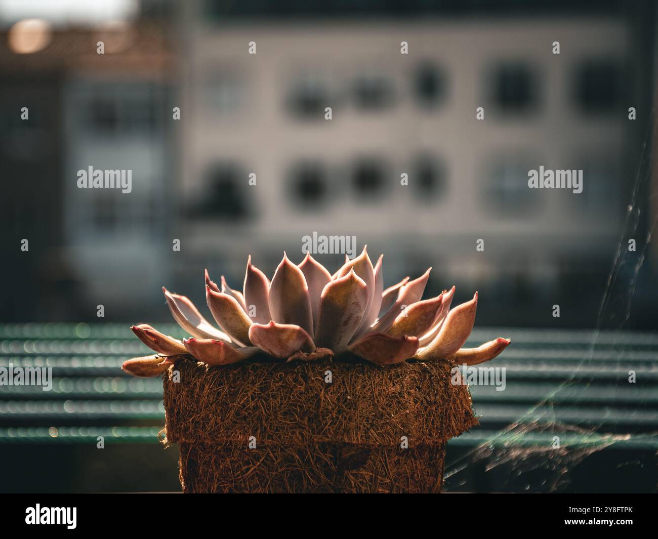 Planta semi suculenta hi-res stock photography and images - Alamy