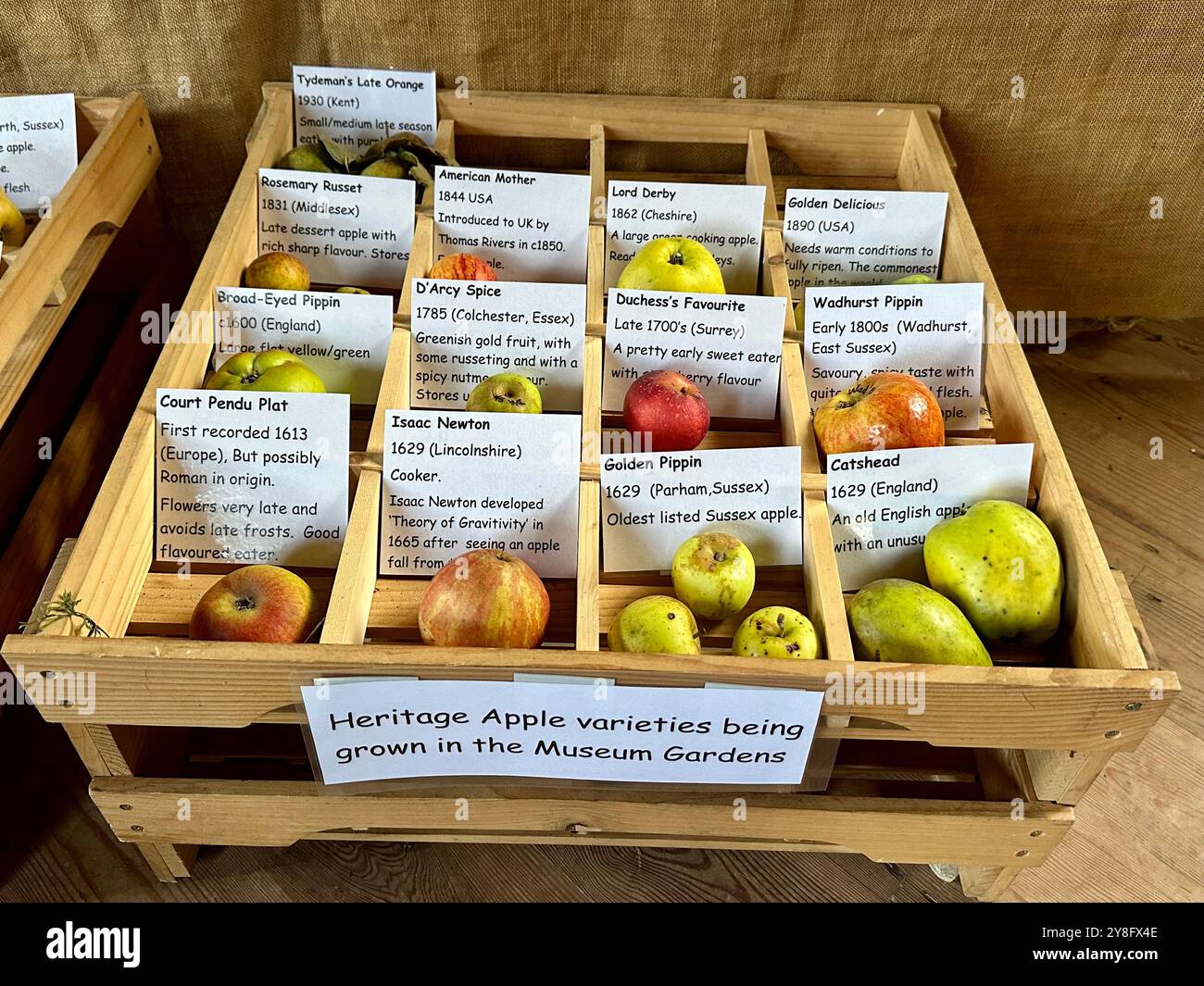 October apple harvest display of apple varieties, Weald and Dowland trust, West Sussex, U.K. - Smartphone Captured Stock Image